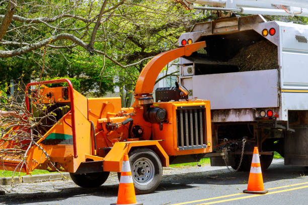 The Steps Involved in Our Tree Care Process in Kennesaw State University, GA